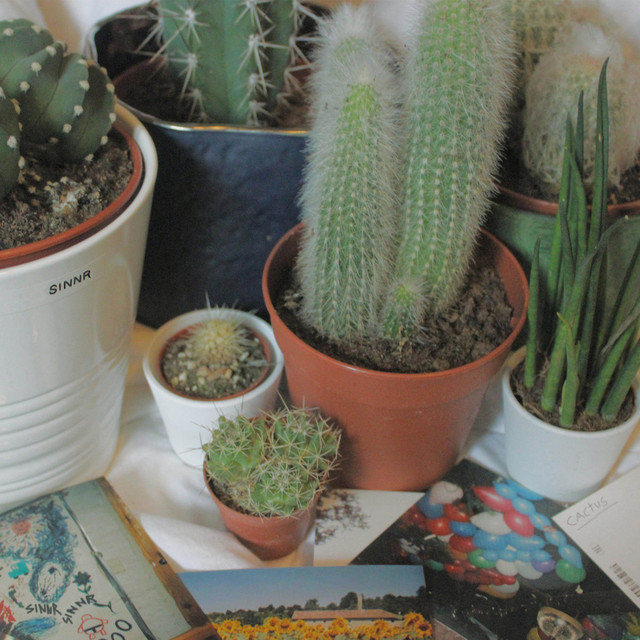 Cactus cover art
