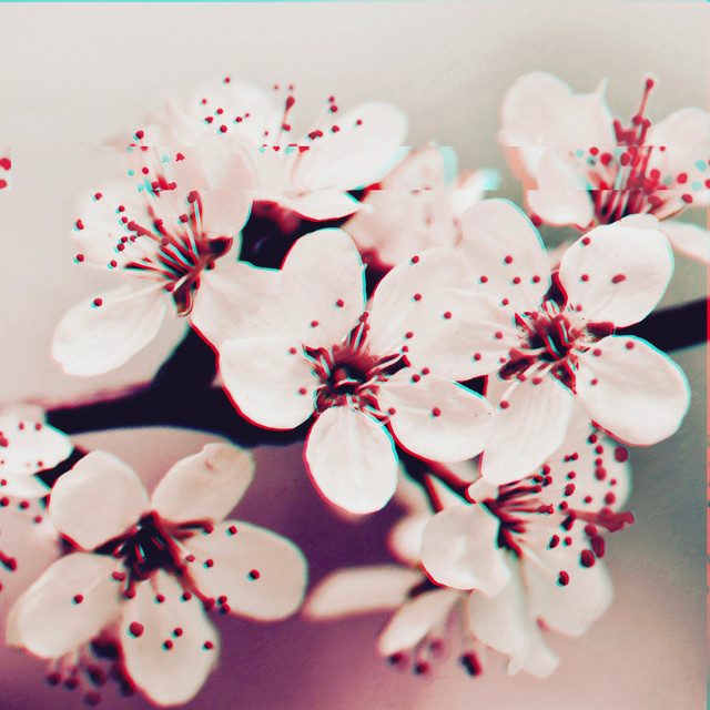 bloom cover art