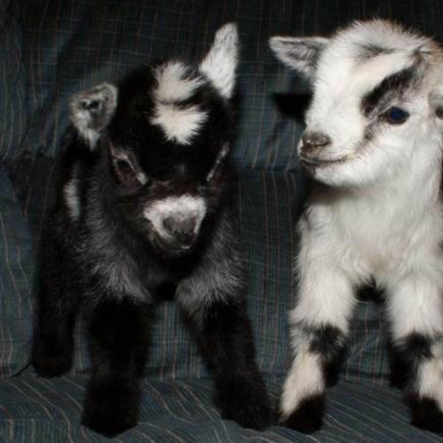 A LOSED GOAT cover art