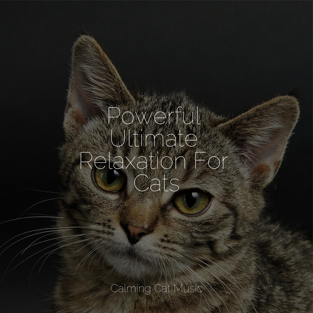 Powerful Ultimate Relaxation For Cats - Album by Music For Cats | Spotify