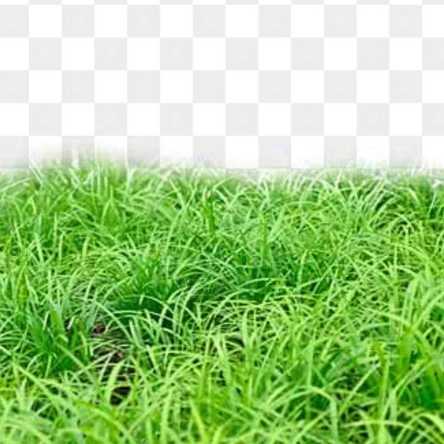 Touch Some Grass
