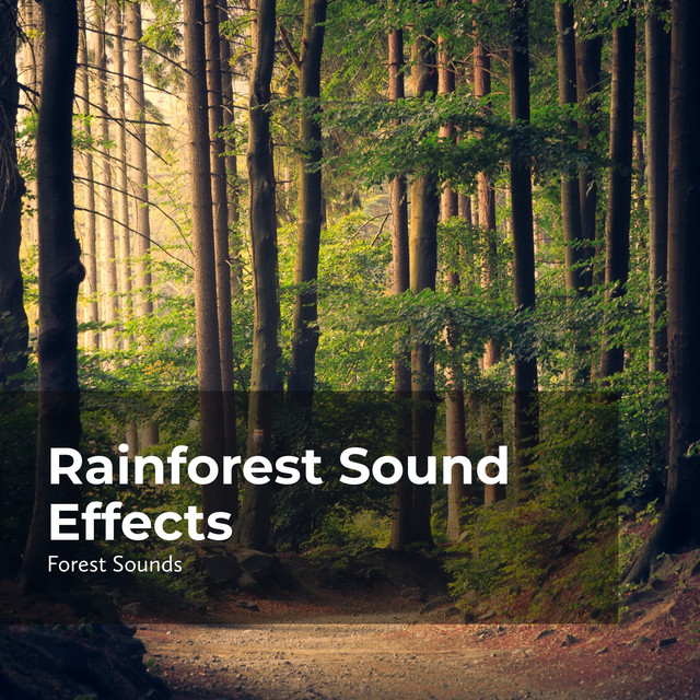 Rainforest Sound Effects Album By Ambient Forest Rainforest Sounds Forest Sounds Spotify