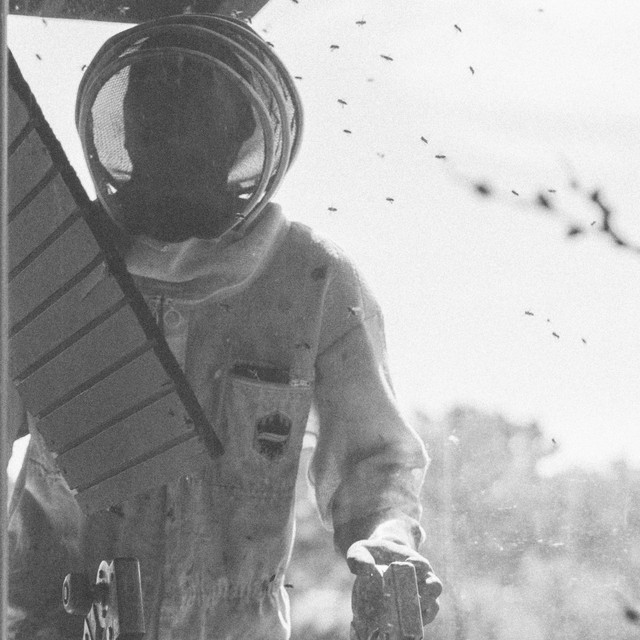 The Bees Came Back cover art