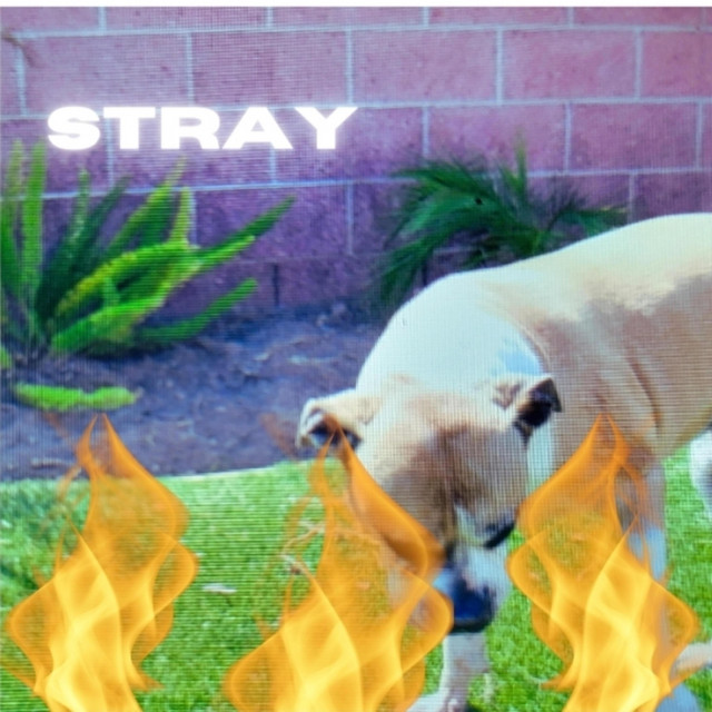 Stray