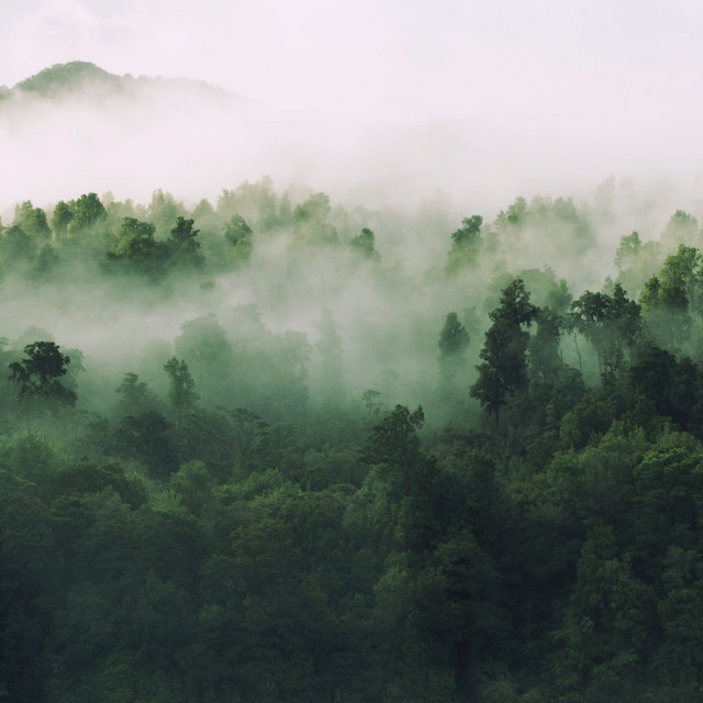 Forests cover art