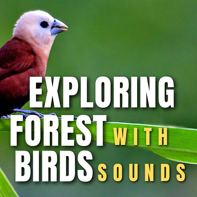 Evening Bird Sound - song and lyrics by Bird Songs, Calm Singing Birds ...