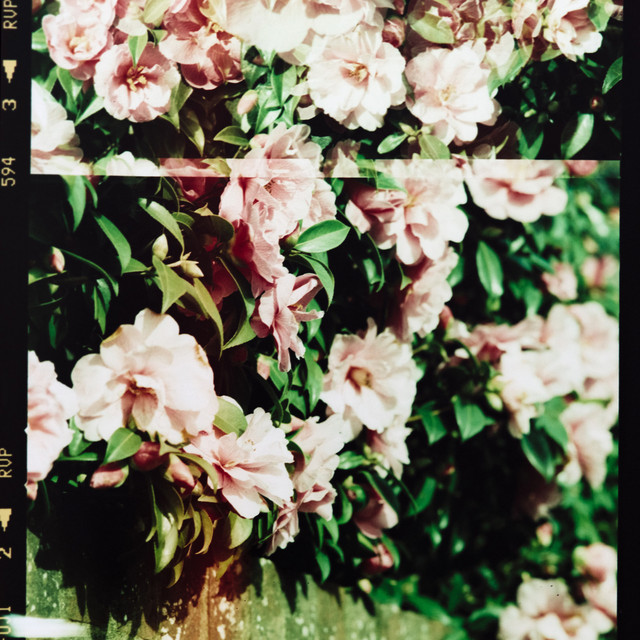 Sincerity cover art