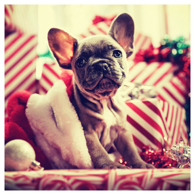 Dogs Love Christmas Music Too cover art