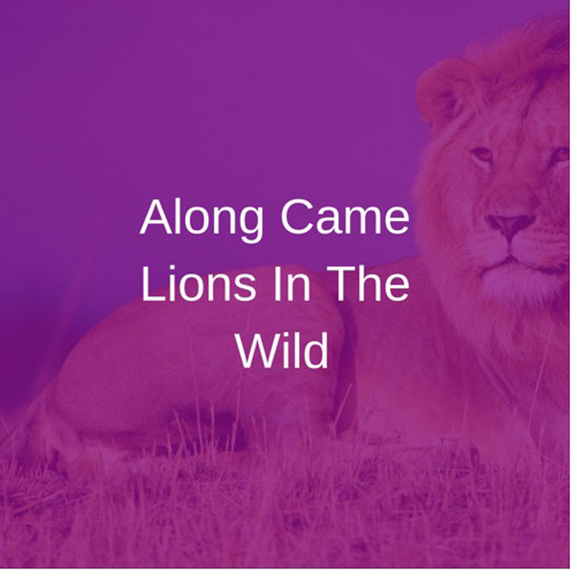 Along came lions in the wild