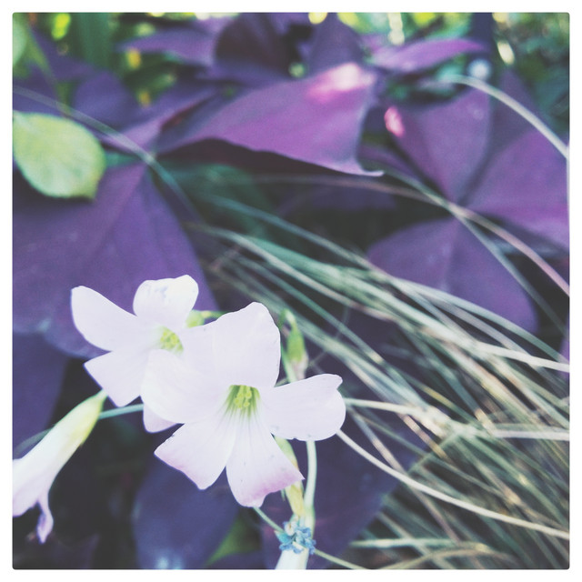 quon cover art
