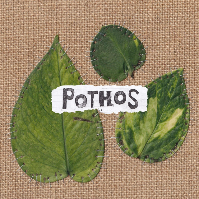Pothos cover art