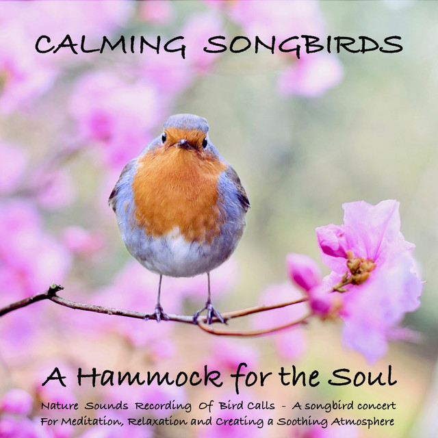 Calming Songbirds: Nature Sounds Recording of Bird Calls - A Songbird ...