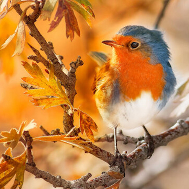 Autumn's Welcome