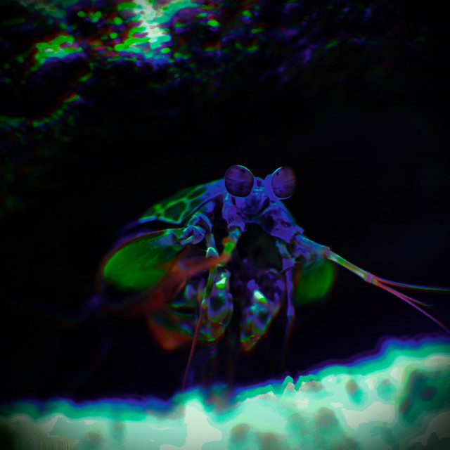 Mantis