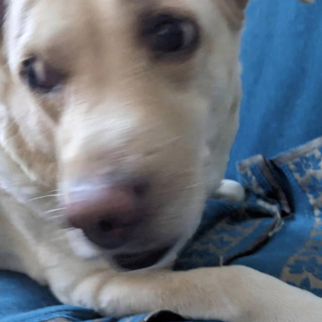 Scared puppers cover art