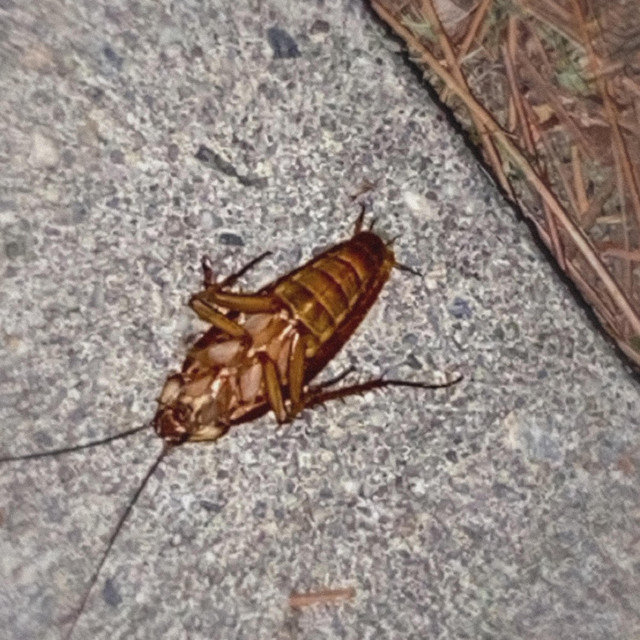 aye bruh, let’s die real quick