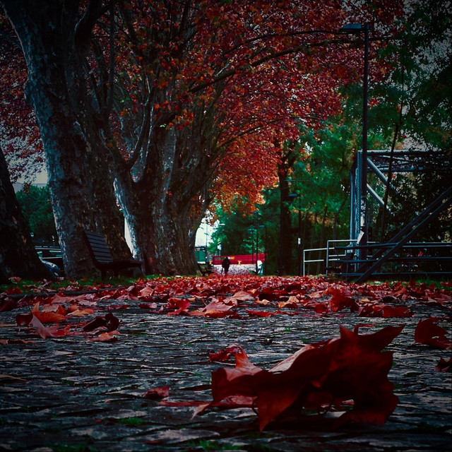 Watching Falling Leaves cover art