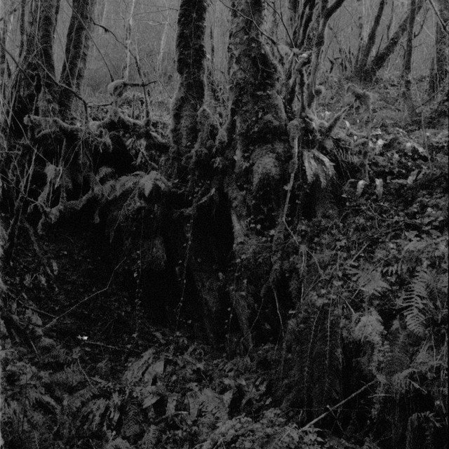 Sundowning cover art