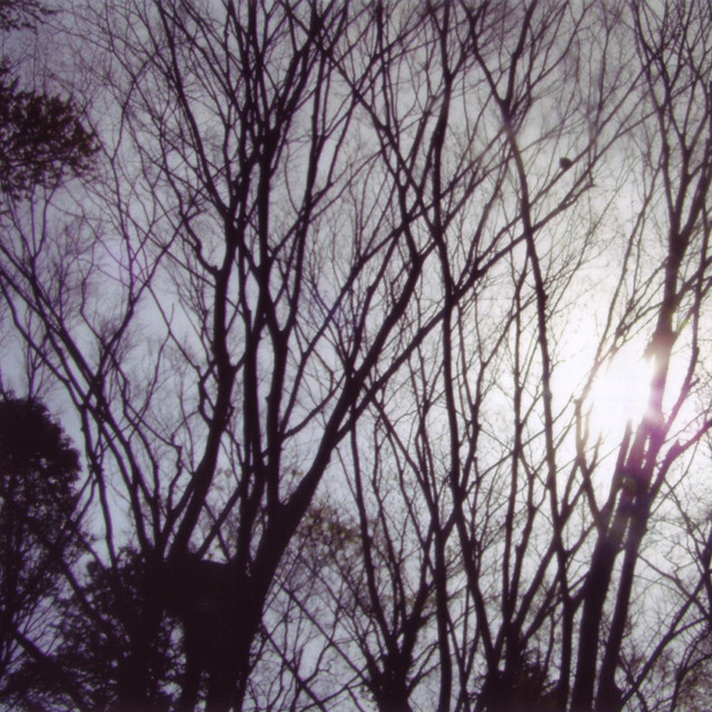 sleepy forest cover