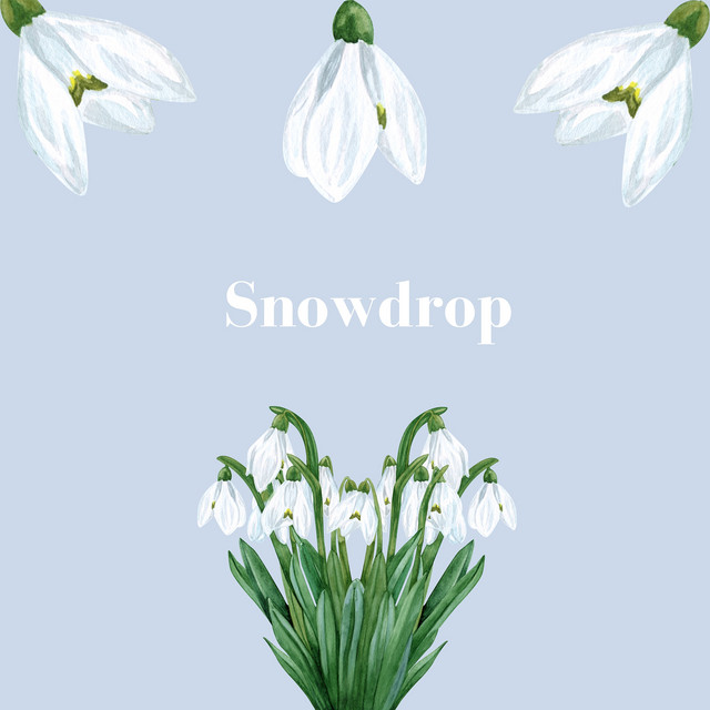 Snowdrop cover art