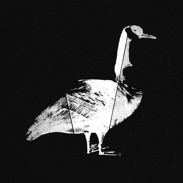 Silly Goose cover art