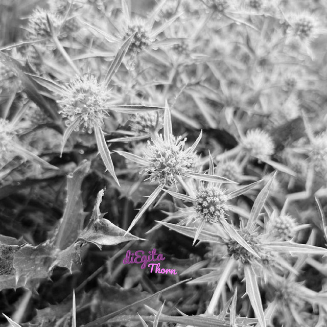 Thorn