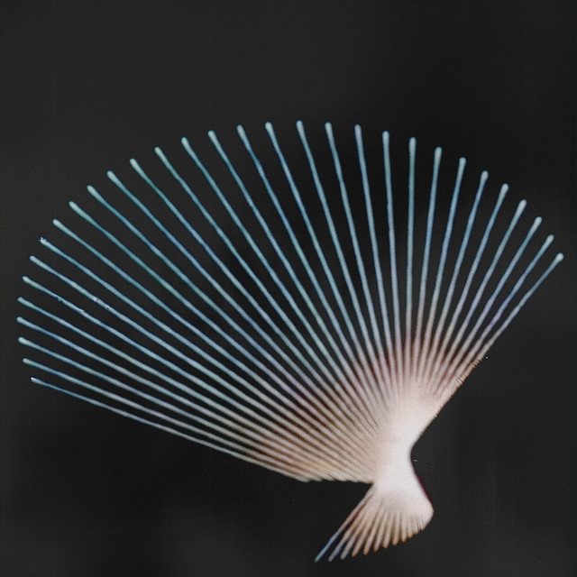 Shells