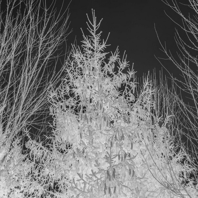 Frost cover art