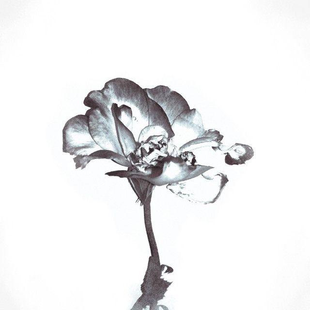 Wilted cover art
