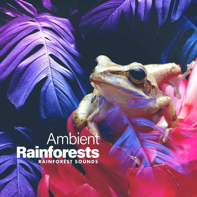 Ambient Rainforests - Album by Rainforest Sounds | Spotify