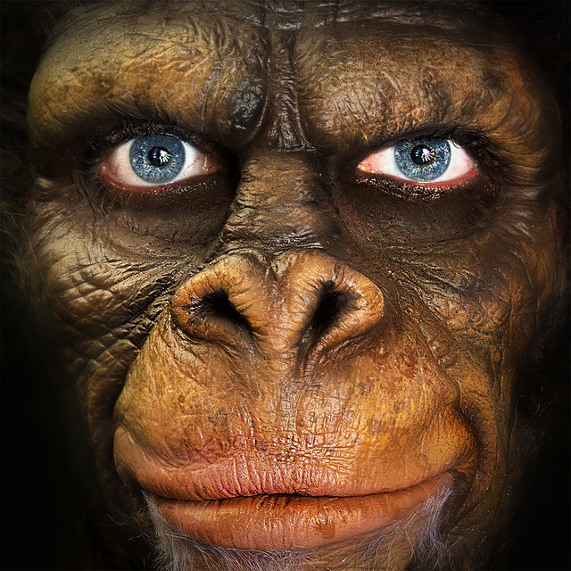 Pochette du titre Sapiens