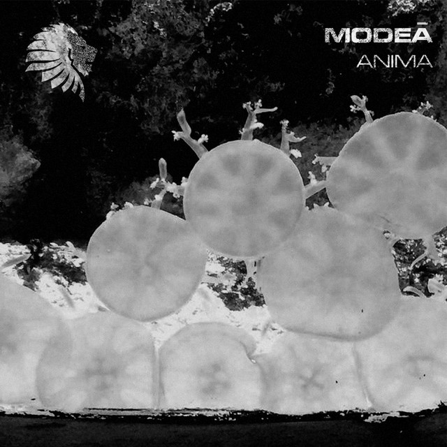 Anima album art