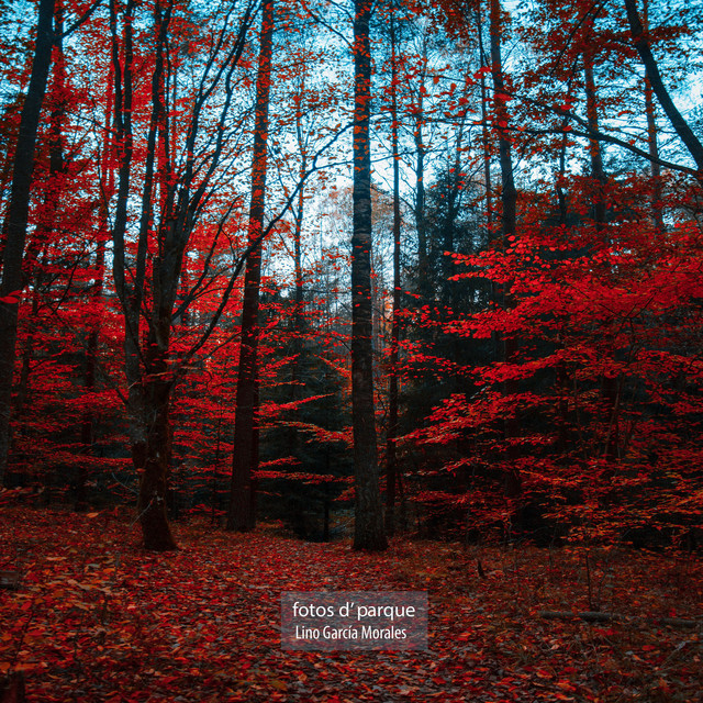 Fotos de parque cover art
