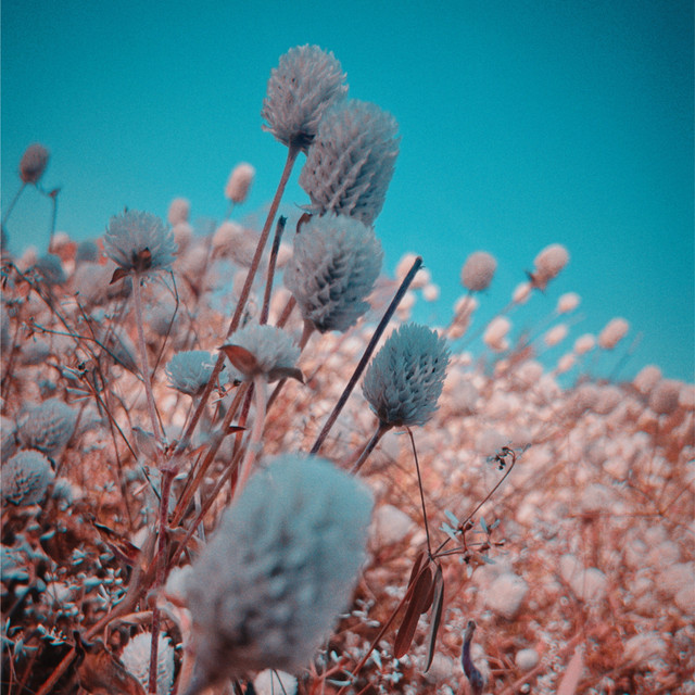 kodoku cover art