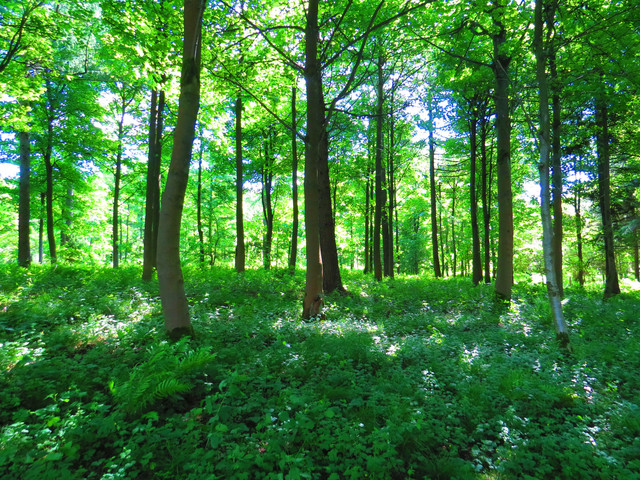 Magnificent Secret Forest cover art