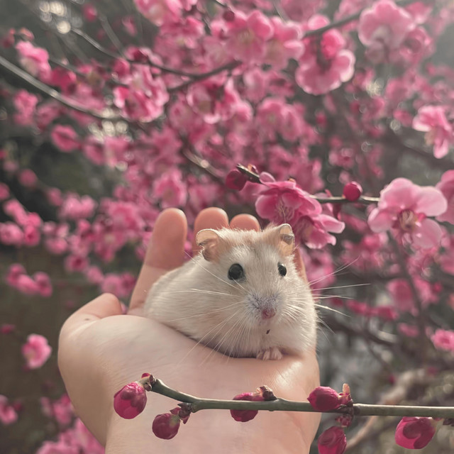 林舒婉