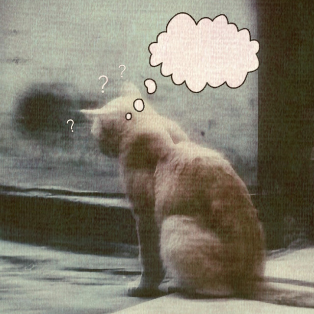 I Don't Know What I'm Doing