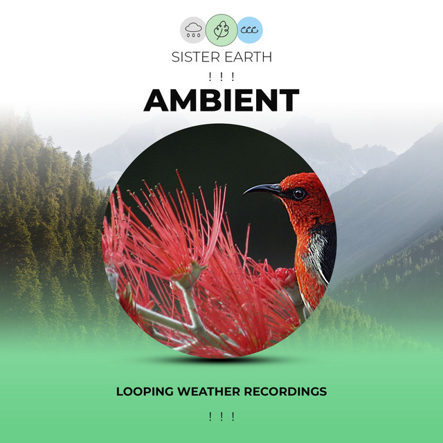 Looping Ambient Weather Recordings ! ! ! - Album by Rainforest Sounds ...