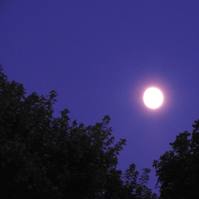 It Shines Like the Moon cover