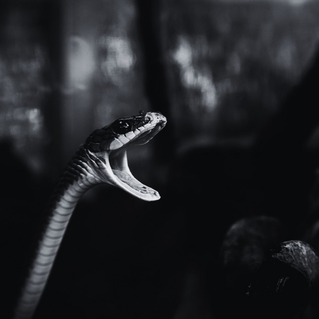 Mamba cover art