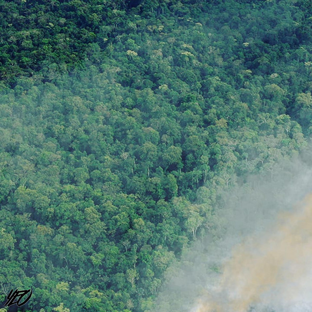 DEforestation cover art