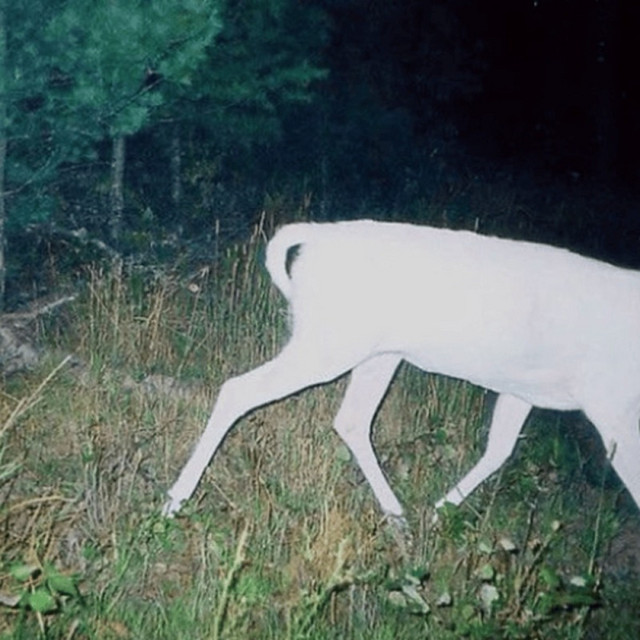 bag of bones cover art