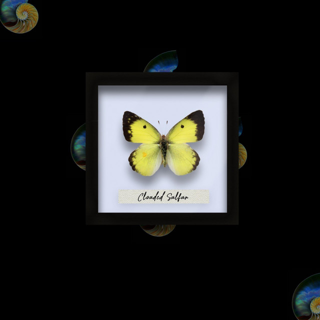 Clouded Sulphur cover art