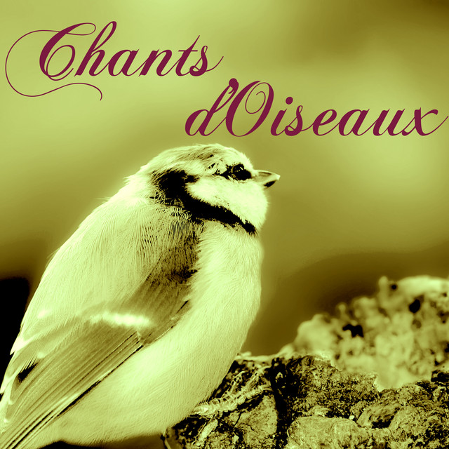 Chants d'Oiseaux: Sons de la Nature avec Le Piano Douce pour