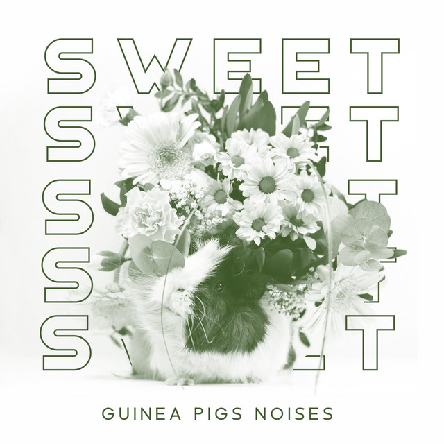 Sweet Guinea Pigs Noises cover art
