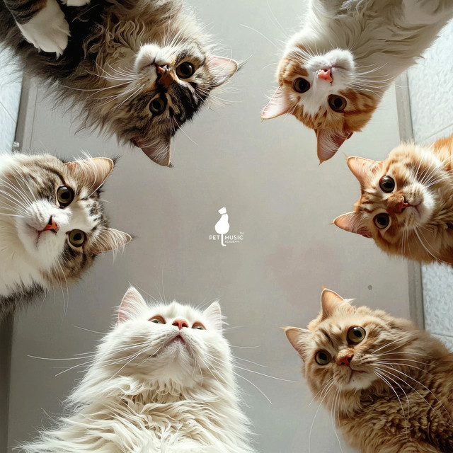 Cat Socialization