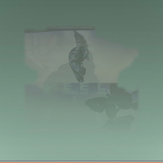 PEEL cover art