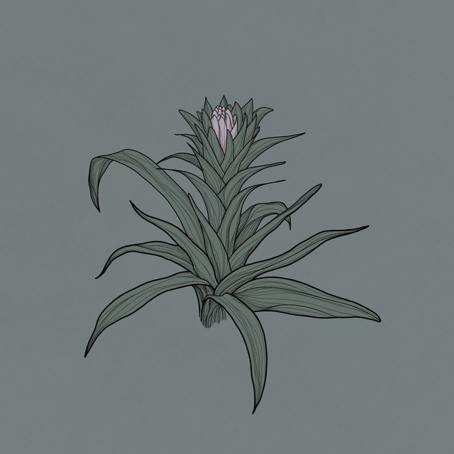 Bromelia cover art