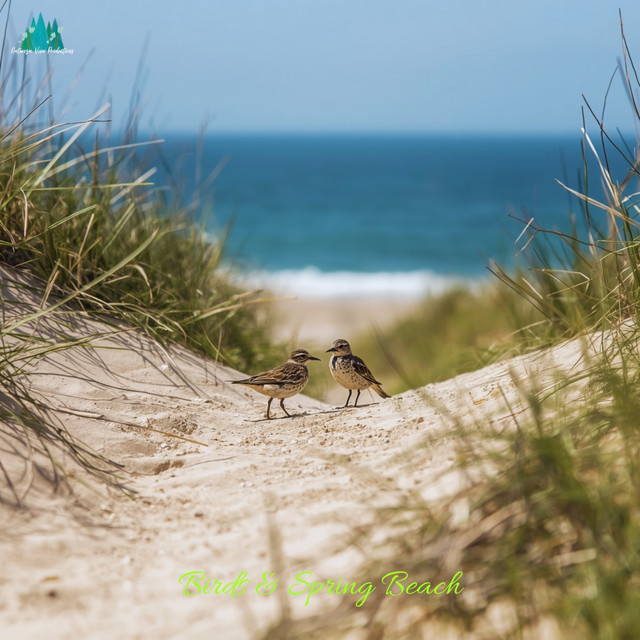 Birds & Spring Beach