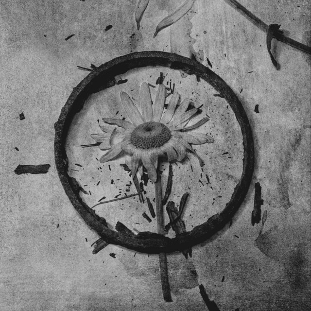 Нишуберт cover art